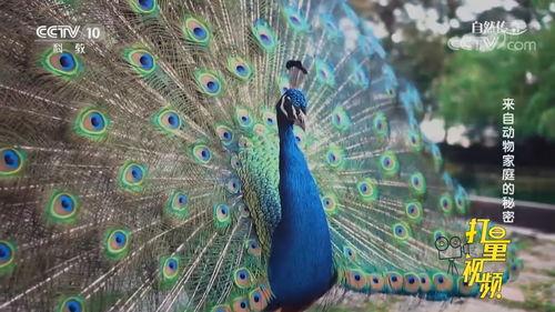 孔雀的视频,探寻自然之美与艺术魅力