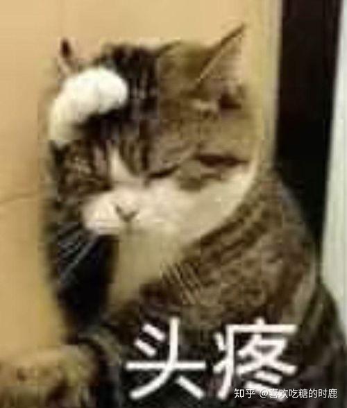 猫带老公图片大全,猫带老公图片大全精选